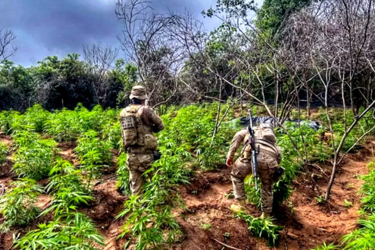 Cerca de 13 mil pés de maconha são erradicados no Sertão do estado