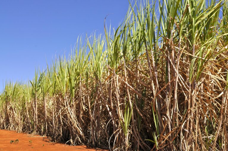 Grave crise no setor canavieiro do Nordeste é pauta de reunião da Unida