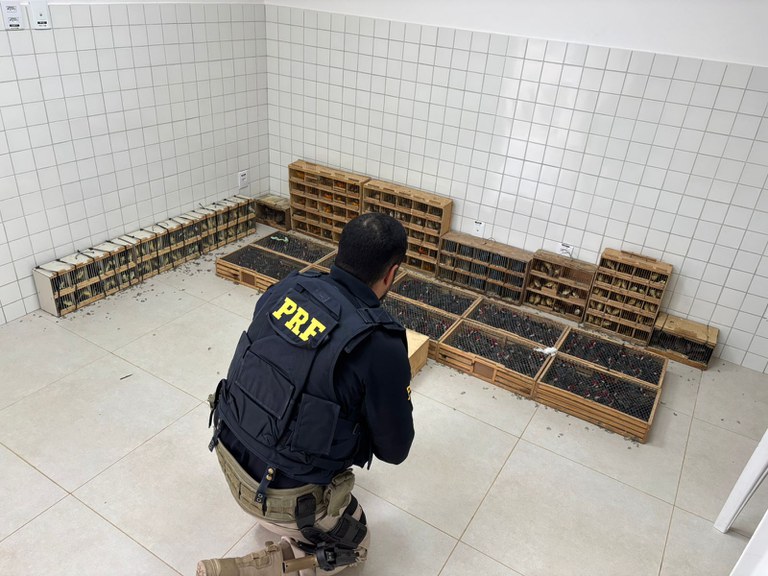 Mais de 900 animais são encontrados em situação precária no Agreste; homem é autuado em flagrante